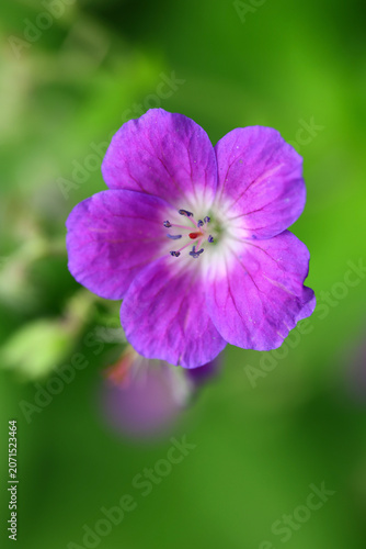 Purple Wild Geranium Flower Macro with Soft Green Bokeh Background