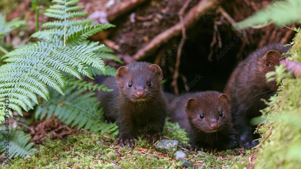 Obraz premium Playful Minks Exploring Their Woodland Home