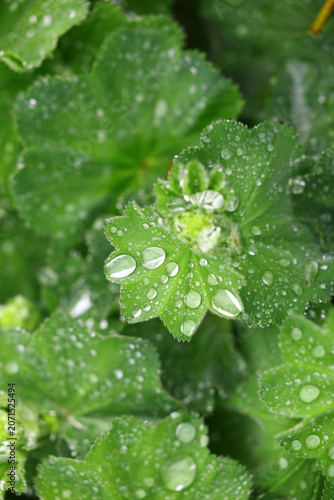 Obraz na płótnie Lady's Mantle Alchemilla mollis Leaves Covered with Rain Drops and Morning Dew