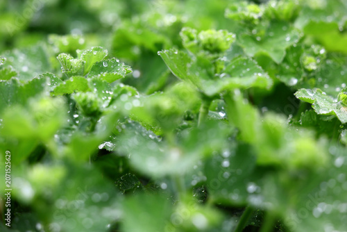 Photos Lady's Mantle Plants Alchemilla mollis After Rain with Dew Covered Leaves