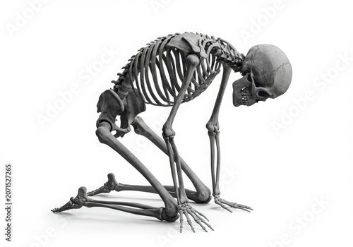 Human skeleton in a despairing pose on a white background