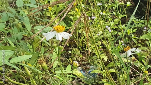 white flowers in the grass