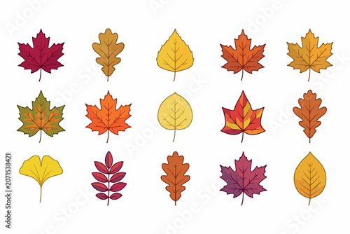 Set of colorful autumn fall leaves collection isolated on white background with collection seasonal botanical colorful illustration isolated