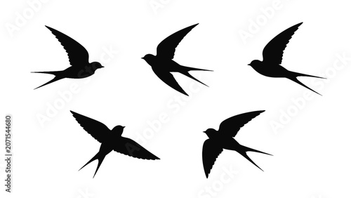 Photos Swallow bird silhouettes in flight isolated on white background