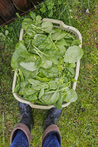Frisch geernteter Spinat im Korb aus dem eigenen Garten