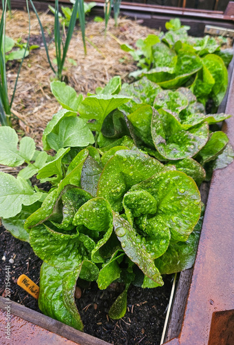 Frischer Kopfsalat im Hochbeet nach einem Regenschauer