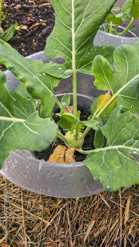 Kohlrabi mit Schneckenkragen im naturnahen Gemüsegarten nach Regen