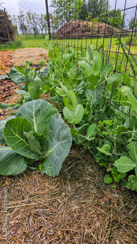 Mischkultur aus Kohl und Erbsen im nachhaltigen Gemüsegarten