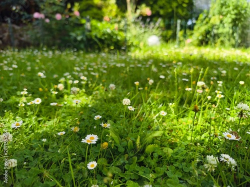 Ein Rasen im Garten voller Gänseblümchen Klee und Löwenzahn, im Hintergrund durch eine grüne Hecke begrenzt. Soll der Rasen bei Sonne gemäht werden?