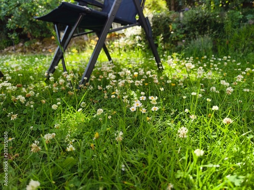 A chair in a garden filled with daisies, clover, and dandelions, framed by a green hedge in the background. Should the lawn be mowed in the sunshine?
