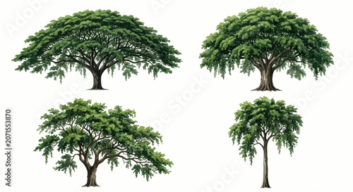 Four different Lee Kuan Yew trees (Rain Trees / Samanea saman) arranged on a single page, each with a unique canopy shape and viewing angle: wide umbrella canopy, rounded mature tree