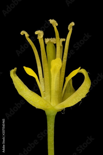Fotografie Flixweed (Descurainia sophia). Flower Closeup