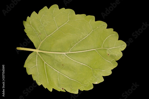 White Mulberry (Morus alba). Leaf Closeup