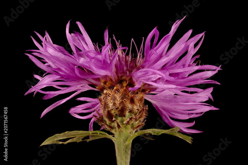 Tableau sur toile Persian Cornflower (Psephellus dealbatus)
