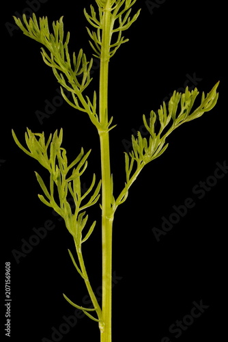 Obraz na plátne Scented Mayweed (Matricaria chamomilla). Stem Detail Closeup