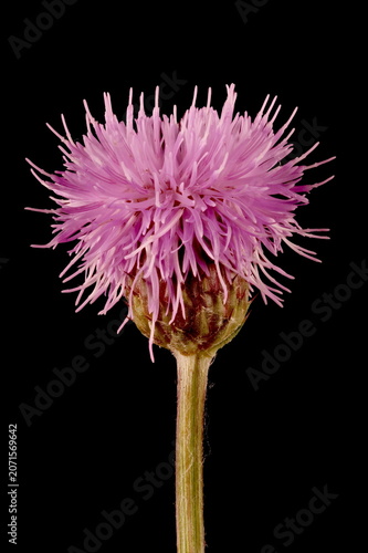 Obraz na plátně Creeping Thistle (Cirsium arvense var