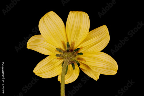 Canvastavla Arizona Beggarticks (Bidens aurea). Flowering Capitulum Closeup