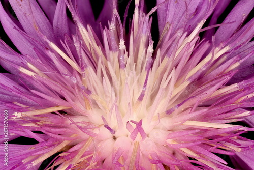 Photos Persian Cornflower (Psephellus dealbatus). Disc Florets Closeup