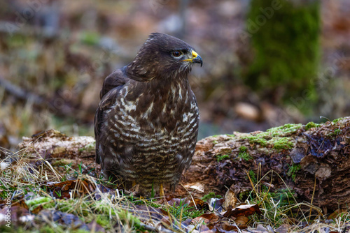 Mäusebussard (Buteo buteo)