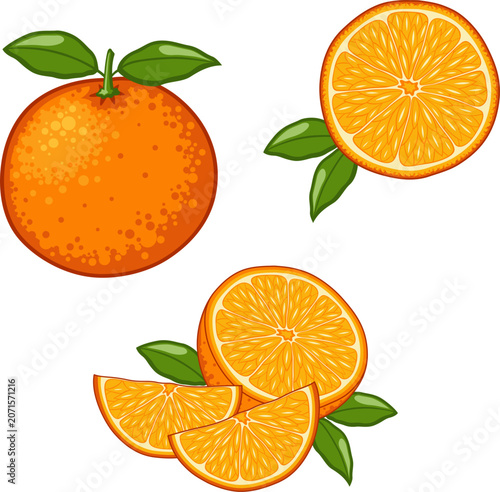 Set of Fresh Orange Fruits. Whole, Half Slice and Wedges Citrus. Hand Drawn Illustration of Sweet and Juicy Orange With Green Leaves.