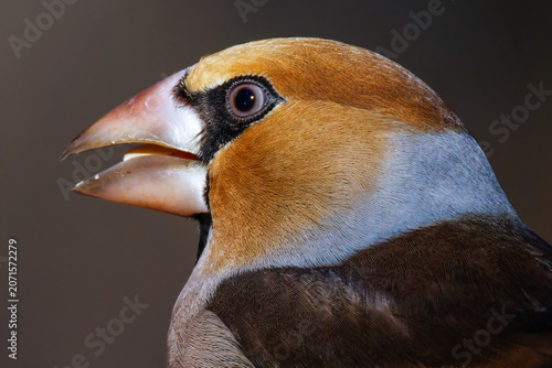 Fotografía Kernbeißer (Coccothraustes coccothraustes)