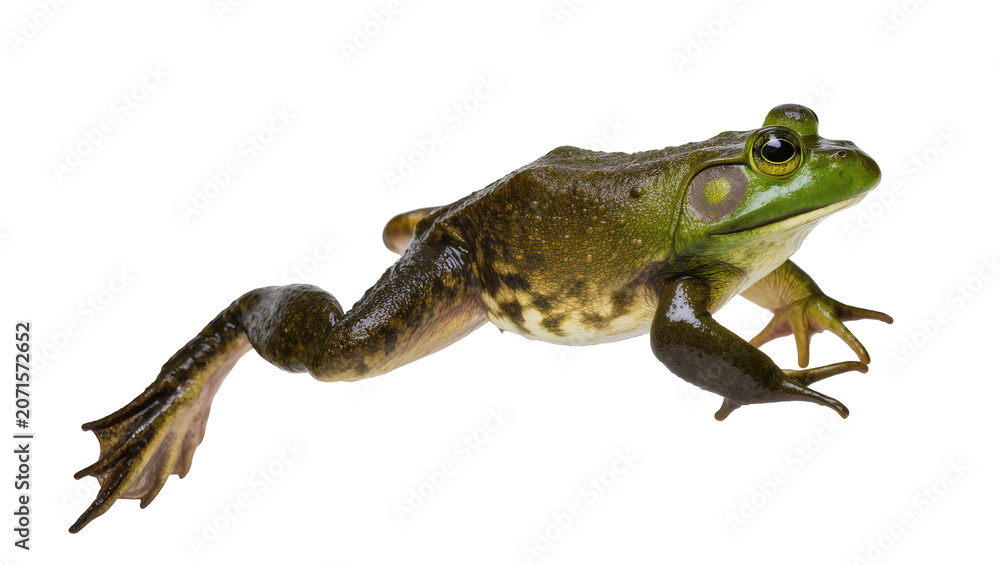ウシガエル」の写真素材 | 18,528件の無料イラスト画像 | Adobe Stock