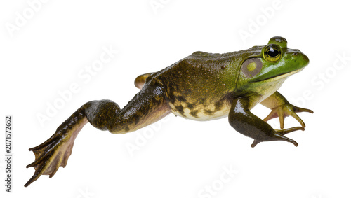 Принти на полотні Green bullfrog with webbed feet, isolated on transparent background