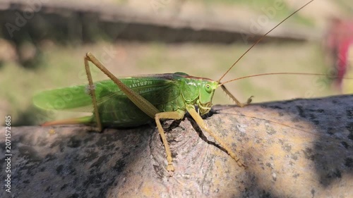 Grasshopper on an apple branch waiting for prey on a sunny summer day