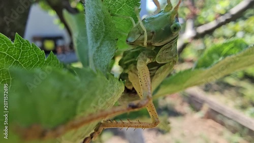 Grasshopper on an apple branch waiting for prey on a sunny summer day