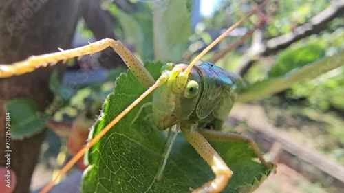 Grasshopper on an apple branch waiting for prey on a sunny summer day