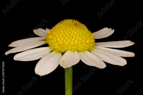 Картината върху платно Scented Mayweed (Matricaria chamomilla)