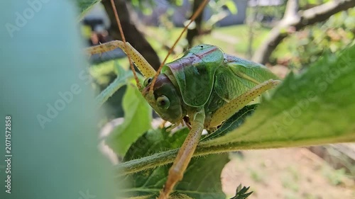 Grasshopper on an apple branch waiting for prey on a sunny summer day