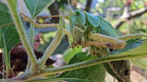Grasshopper on an apple branch waiting for prey on a sunny summer day