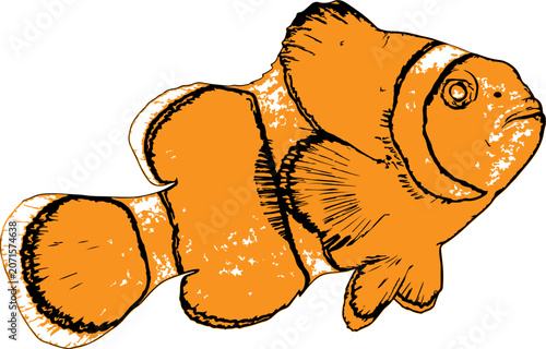Orange clownfish illustration