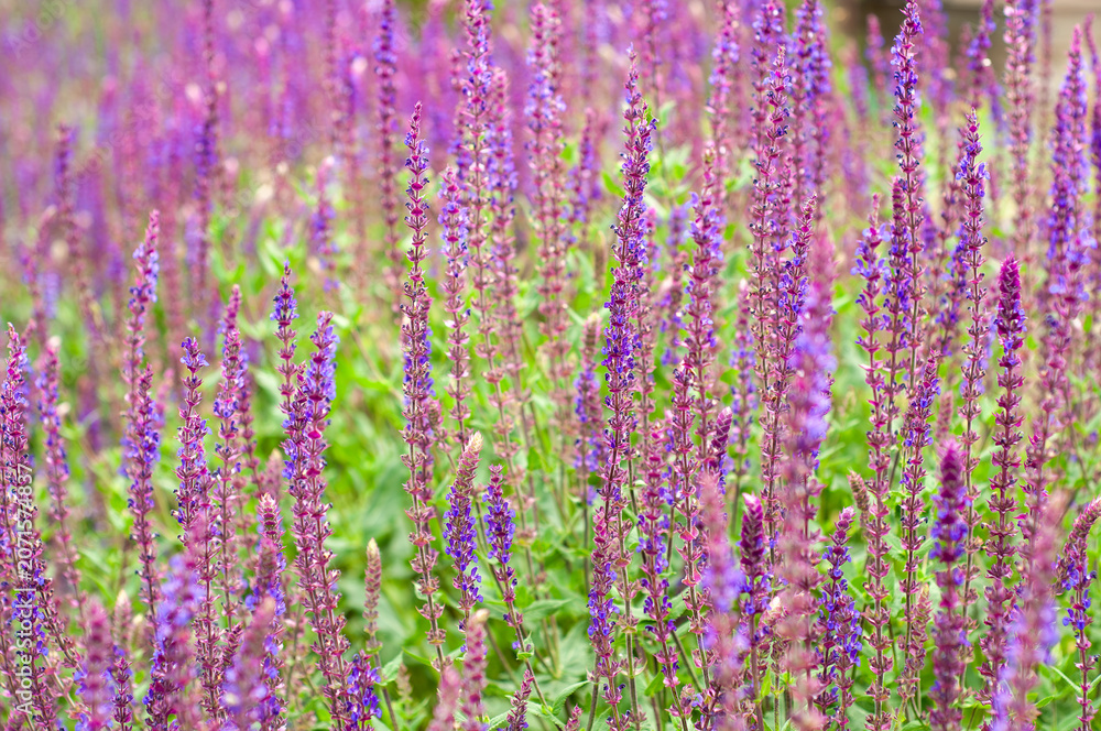 Obraz premium Field of vibrant purple salvia flowers blooming in soft focus during summer