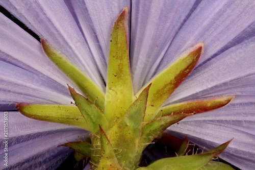 Chicory (Cichorium intybus). Involucre Closeup