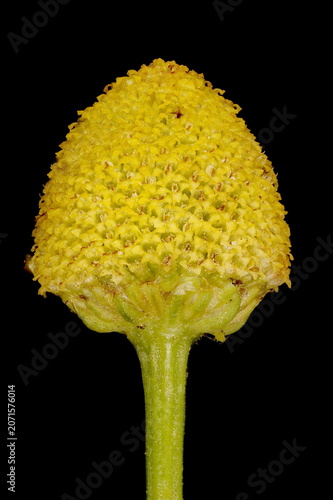 Quadro em tela Scented Mayweed (Matricaria chamomilla)