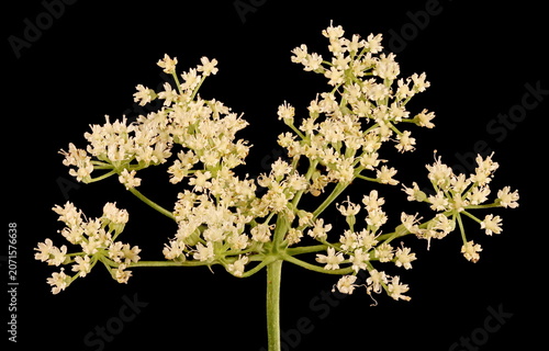 Billede på lærred Anise (Pimpinella anisum). Umbel Closeup