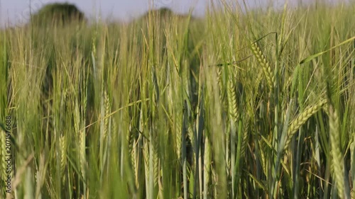 Close-up of lush green barley field swaying in summer breeze