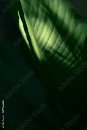 Dark green nature background, Tropical foliage and dramatic shadow play.