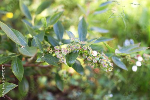 Blueberry plant growing new green berry fruits