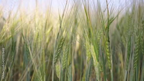 Close-up of lush green barley field swaying in summer breeze