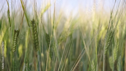 Close-up of lush green barley field swaying in summer breeze