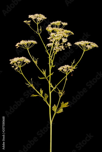 Фотография Anise (Pimpinella anisum). Inflorescence Closeup