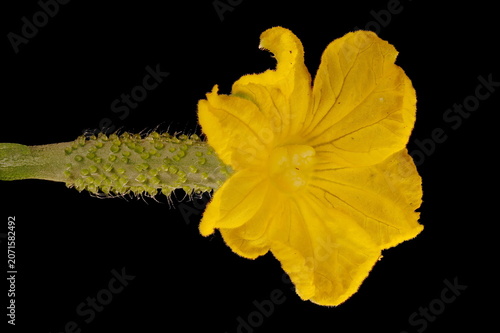 Foto Cucumber (Cucumis sativus). Female Flower Closeup