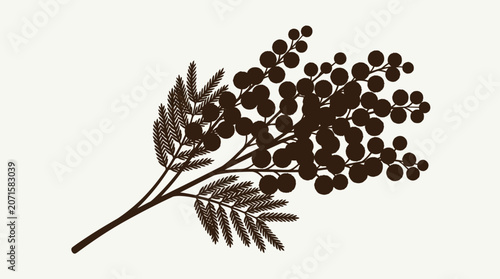 Fotografie Silhouette of a wattle branch with round blossoms and feathery leaves