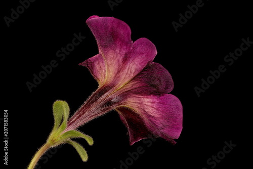 Petunia (Petunia x atkinsiana). Flower Closeup