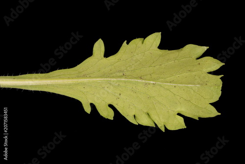 Canvastavla Cream Scabious (Scabiosa ochroleuca). Basal Leaf Closeup