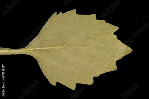 Canvas Print Chinese Aster (Callistephus chinensis). Basal Leaf Closeup