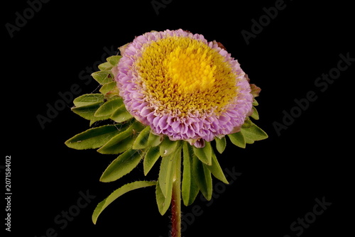 Canvas-taulu Chinese Aster (Callistephus chinensis)